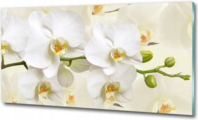 Fotó kép fotó edzett üveg Gyógynövények 100x70