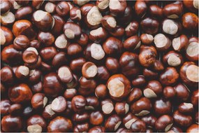 Kép - Érett gesztenye (90x60 cm)