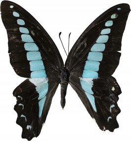 Poszter 60x60cm Pillangó fehér alapon 2, Assaf Frank