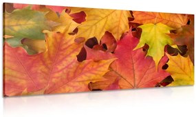 Kép őszi levelek színei