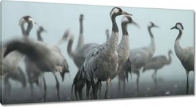 Képek 115x55 Darvak a ködben