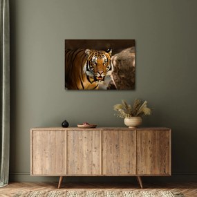 Tigris képe (70x50 cm)