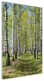 Üvegfotó Nyírfa erdő osv-102231208
