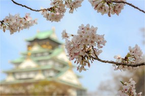 Kép - Sakura (90x60 cm)