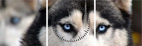 Husky kutya kép (órával) (90x30 cm)