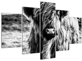 Kép - Highland - skót tehén (150x105 cm)