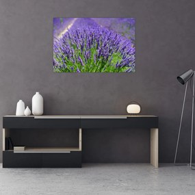 Kép - levandula (90x60 cm)