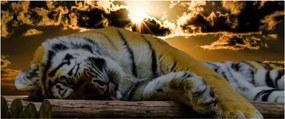 Alvó tigris képe (120x50 cm)