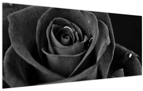 Kép - Bíborvörös rózsa (120x50 cm)