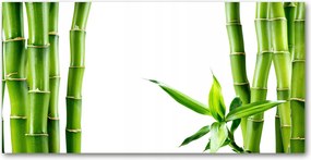 Fotó vászonkép edzett üveg Bambusz 140x70