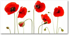 Fotó kép edzett üveg Pipacsok 140x70