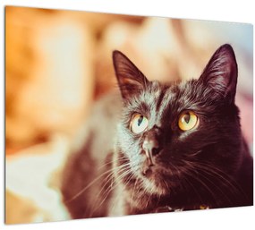 Fekete macska képe (70x50 cm)