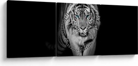 Kép - Tigris kék szemekkel (órával) (90x30 cm)