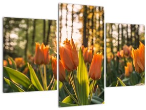 Narancssárga tulipán képe (90x60 cm)
