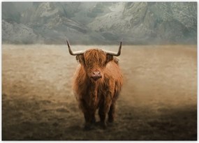 Poszterek 70x50 Skót tehén szarvasmarha