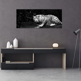 Kép - albínó tigris, fekete-fehér (120x50 cm)