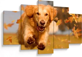 Kép - Golden Retriever (150x105 cm)
