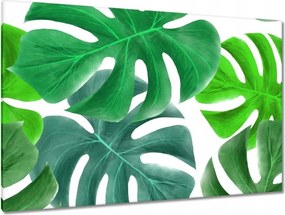 Vászonkép 120x80 Levelek Monstery Trópusok