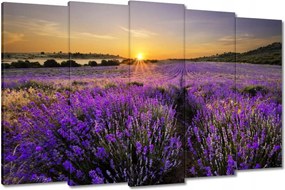 Vászonkép 150x95 Levendula tájkép Nap