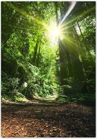 Poszterek 70x100 Varázslatos erdő Tájkép