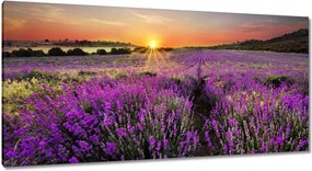 Vászonkép 115x55 Levendula rét