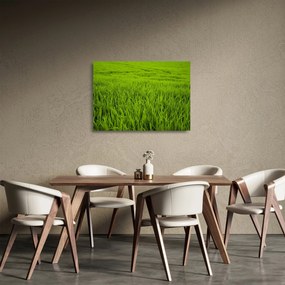 A fű képe (üvegen) (70x50 cm)