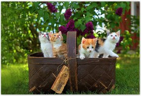 Poszterek 155x105 Cica Cicák