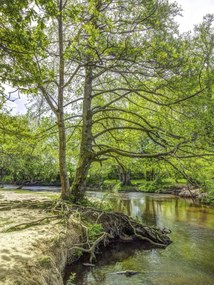 Poszter 60x80cm Tó az erdőben 2, Assaf Frank