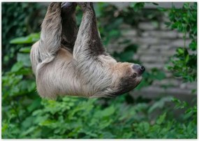 Poszterek 100x70 Lajhár lustaság közben