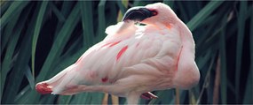 Kép - Flamingó (120x50 cm)