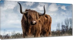 Vászonkép 115x55 Skót tehén felföldi szarv