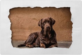Poszter 60x40 Barna kutya barát