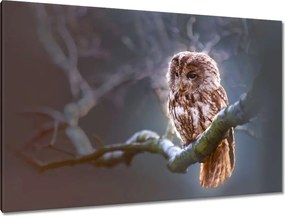 Vászonkép 120x80 Bagoly az ágon Ragadozó