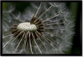 Poszterek keretben 60x40 Pitypang belülről