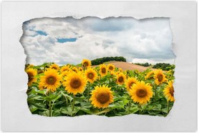 Poszterek 90x60 Tájkép napraforgókkal