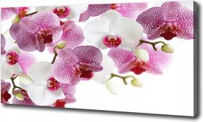 Canvas falikép Orchidea 120x60 cm