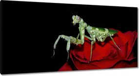 Vászonkép 115x55 Sáska piros virág