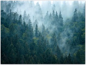 Poszterek 40x30 Erdő a ködben Utazás