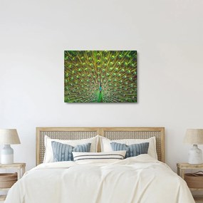 Kép - Páva (70x50 cm)