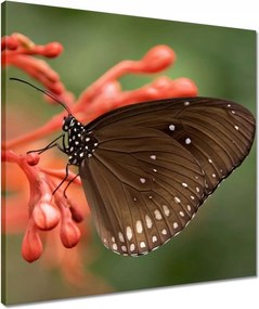 Vászonkép 50x50 Barna pillangó