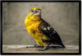 Poszterek keretben 60x40 Tükröződés a vízben Madár