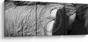 Kép - Elefánt láb (órával) (90x30 cm)