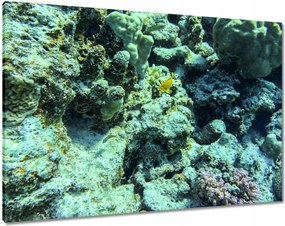 Vászonkép 100x70 Víz alatti világ a zátonyon