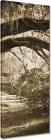 Vászonkép 40x100 Tölgyek a Szépia parkban