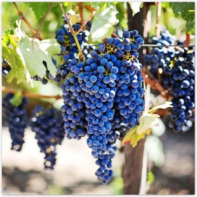 Poszterek 100x100 Bor Szőlő Pincészet