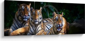 Kép - Tigris testvérek (órával) (90x30 cm)