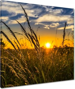 Vászonkép 60x60 Naplemente a füvek között
