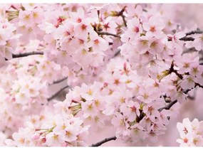 Fototapéta Sakura 180 x 127 cm, 1 rész