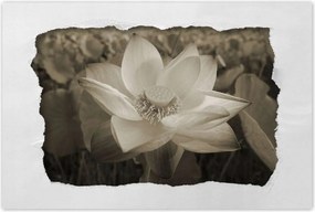 Poszterek 90x60 Lótusz Lótuszvirág