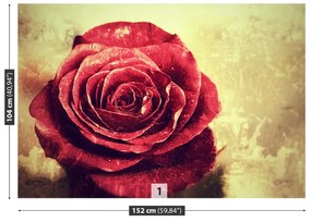 Fotótapéta vörös rózsa 104x70 cm